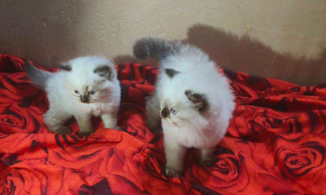 Himalayan For Sale In Thiruvananthapuram