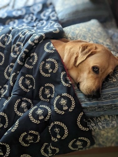 Labrador Retriever Dogs For Mating In Chennai
