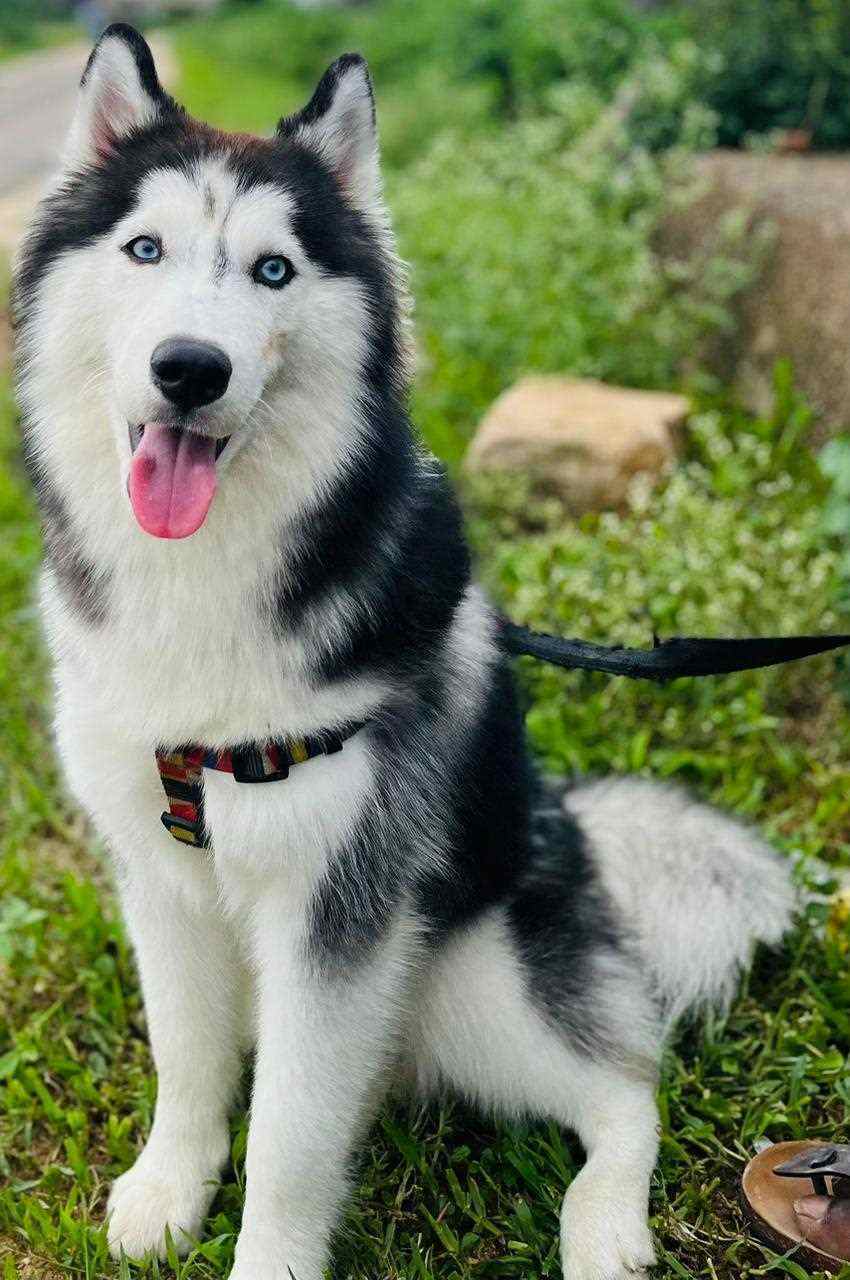 Siberian Husky Dogs For Mating In Hyderabad