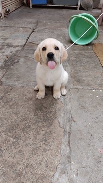 Labrador Retriever For Adoption In Latur