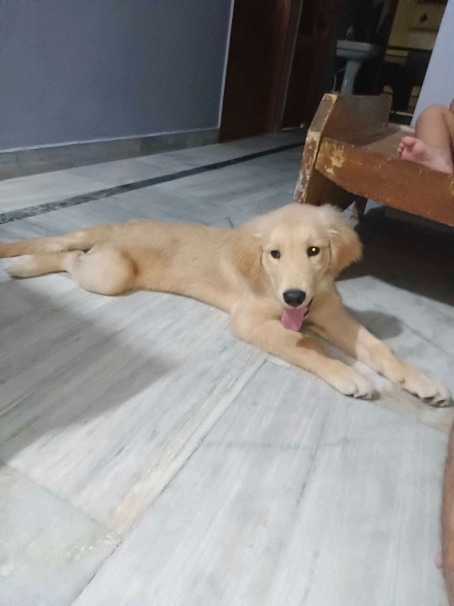 Golden Retriever For Sale In Lucknow