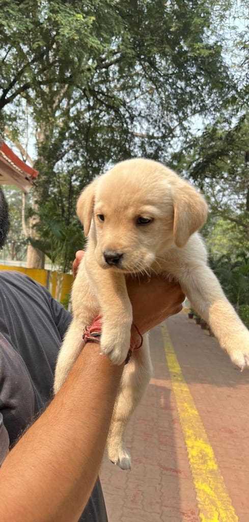 Labrador Retriever For Sale In Ranchi