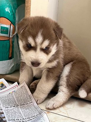 Siberian Husky For Sale In Mohali