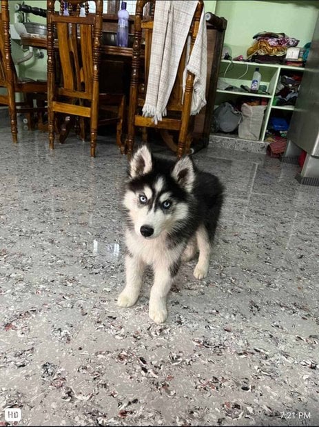 Siberian Husky For Sale In Guntur