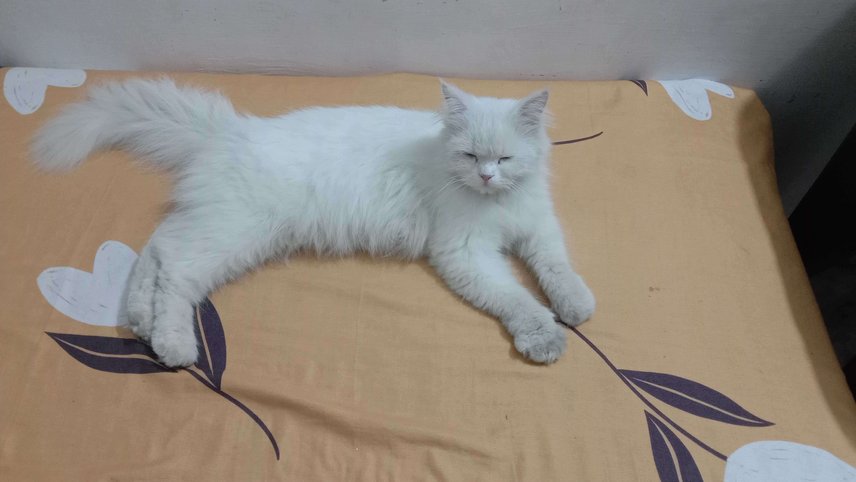 Persian Dogs For Mating In Kanpur