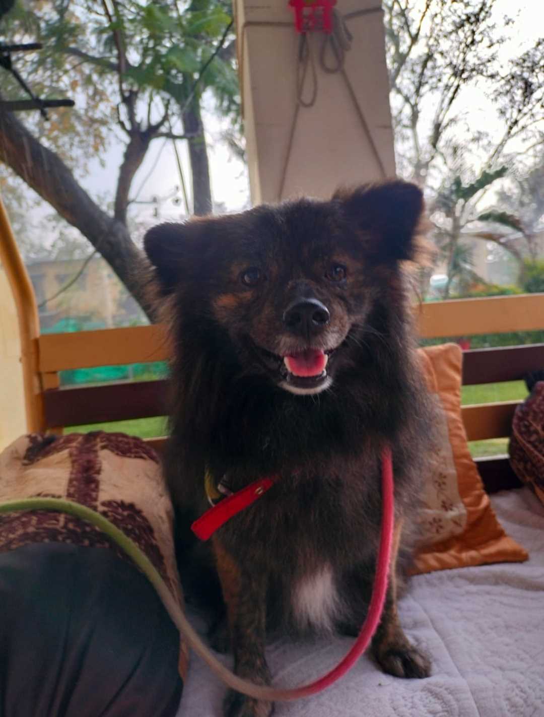 Toy Pom Dogs For Mating In Jammu