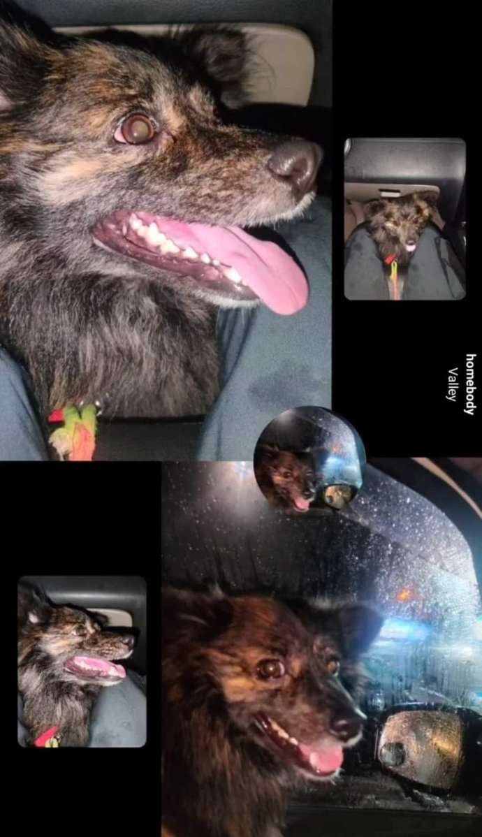 Toy Pom Dogs For Mating In Jammu