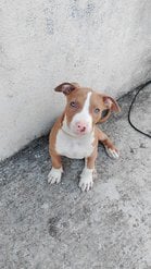 Pitbull For Sale In Pune