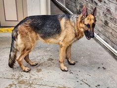 German Shepherd Dogs For Mating In Tanuku