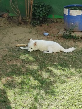 Indian Spitz For Adoption In Chandigarh