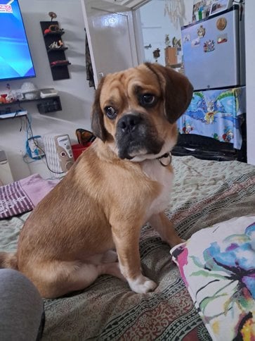 Puggle Dogs For Mating In Jabalpur