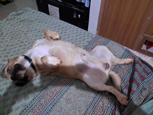 Puggle Dogs For Mating In Jabalpur