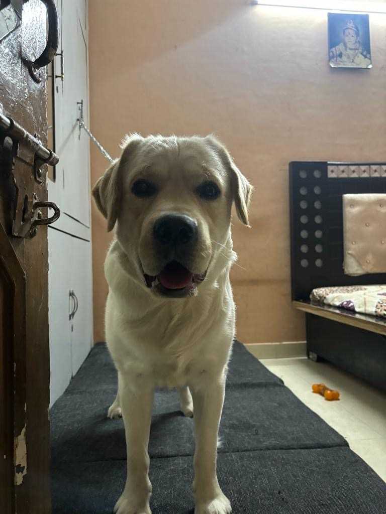 Labrador Retriever Dogs For Mating In Ludhiana