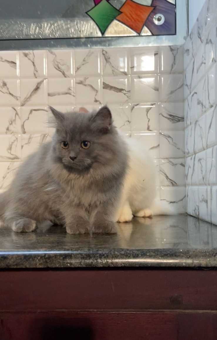 Persian For Sale In Thrissur
