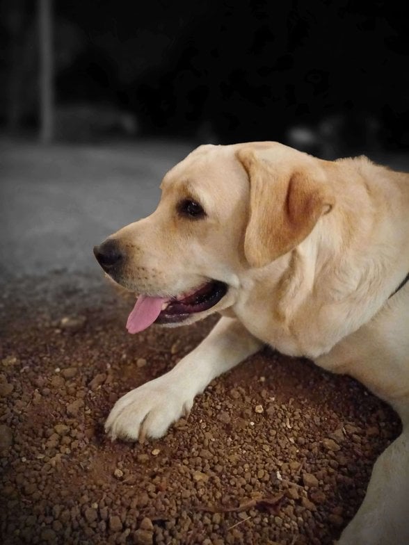 Labrador Retriever Dogs For Mating In Nasik