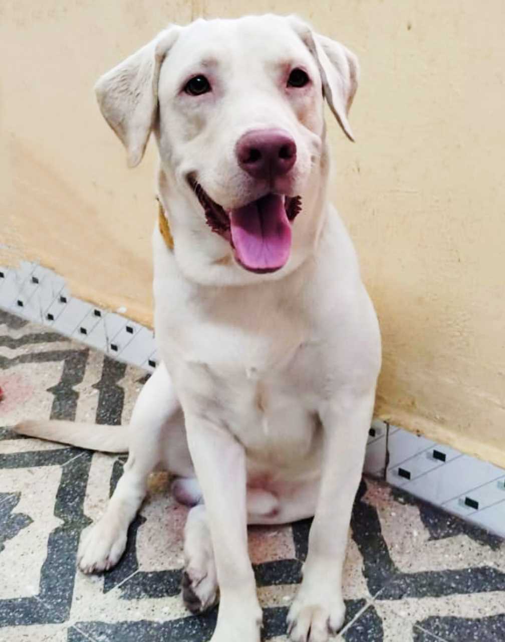 Labrador Retriever Dogs For Mating In Tiruvannamalai