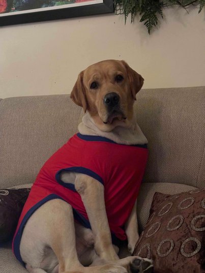Labrador Retriever Dogs For Mating In Delhi