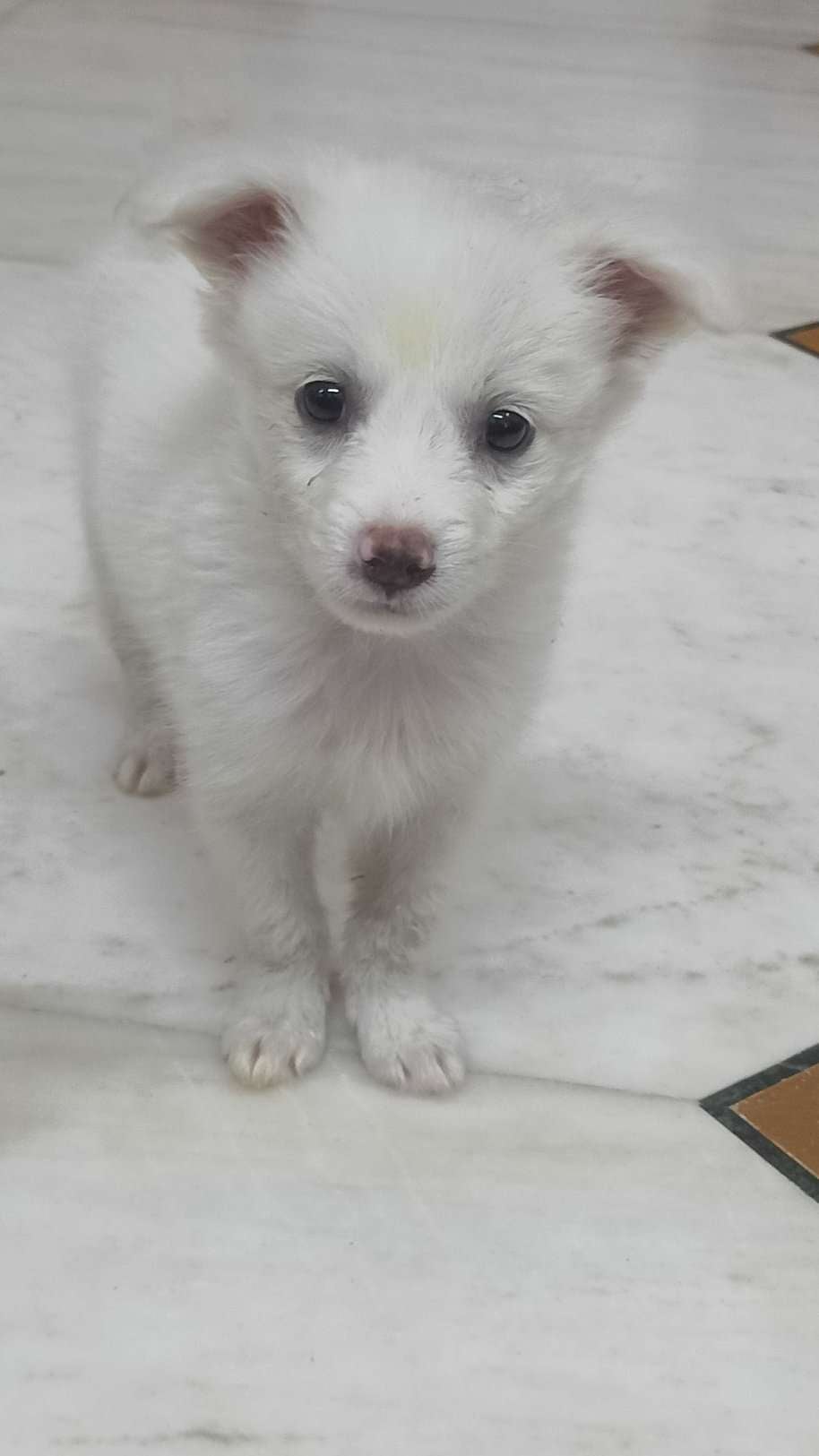 Indian Spitz For Sale In Mumbai