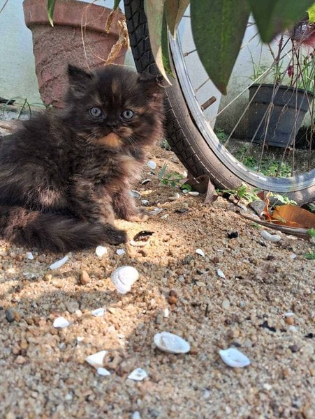 Persian For Sale In Thrissur