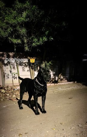 Cane Corso Dogs For Mating In Pune