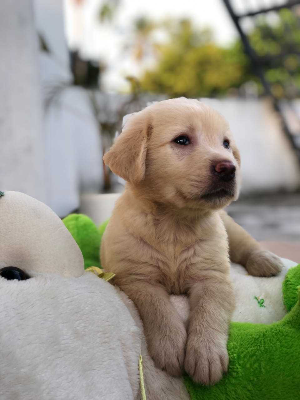 Labrador Retriever For Sale In Thrissur