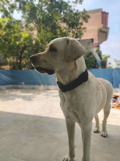 Labrador Retriever Dogs For Mating In Vellore