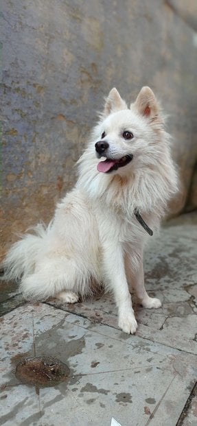 Pomeranian Dogs For Mating In Madurai