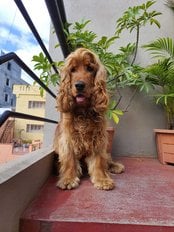 Cocker Spaniel Dogs For Mating In Bangalore