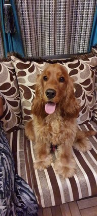 Cocker Spaniel Dogs For Mating In Bangalore