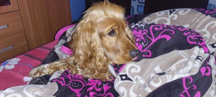 Cocker Spaniel Dogs For Mating In Bangalore