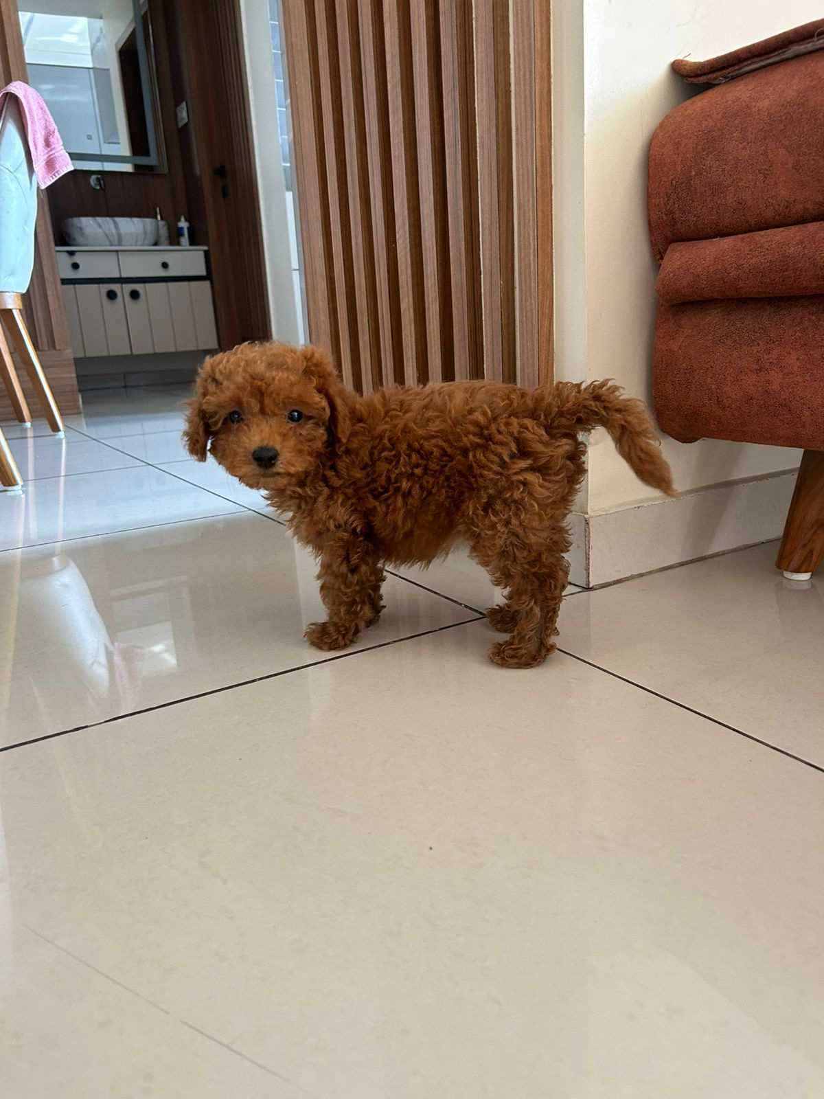 Poodle For Sale In Rajkot