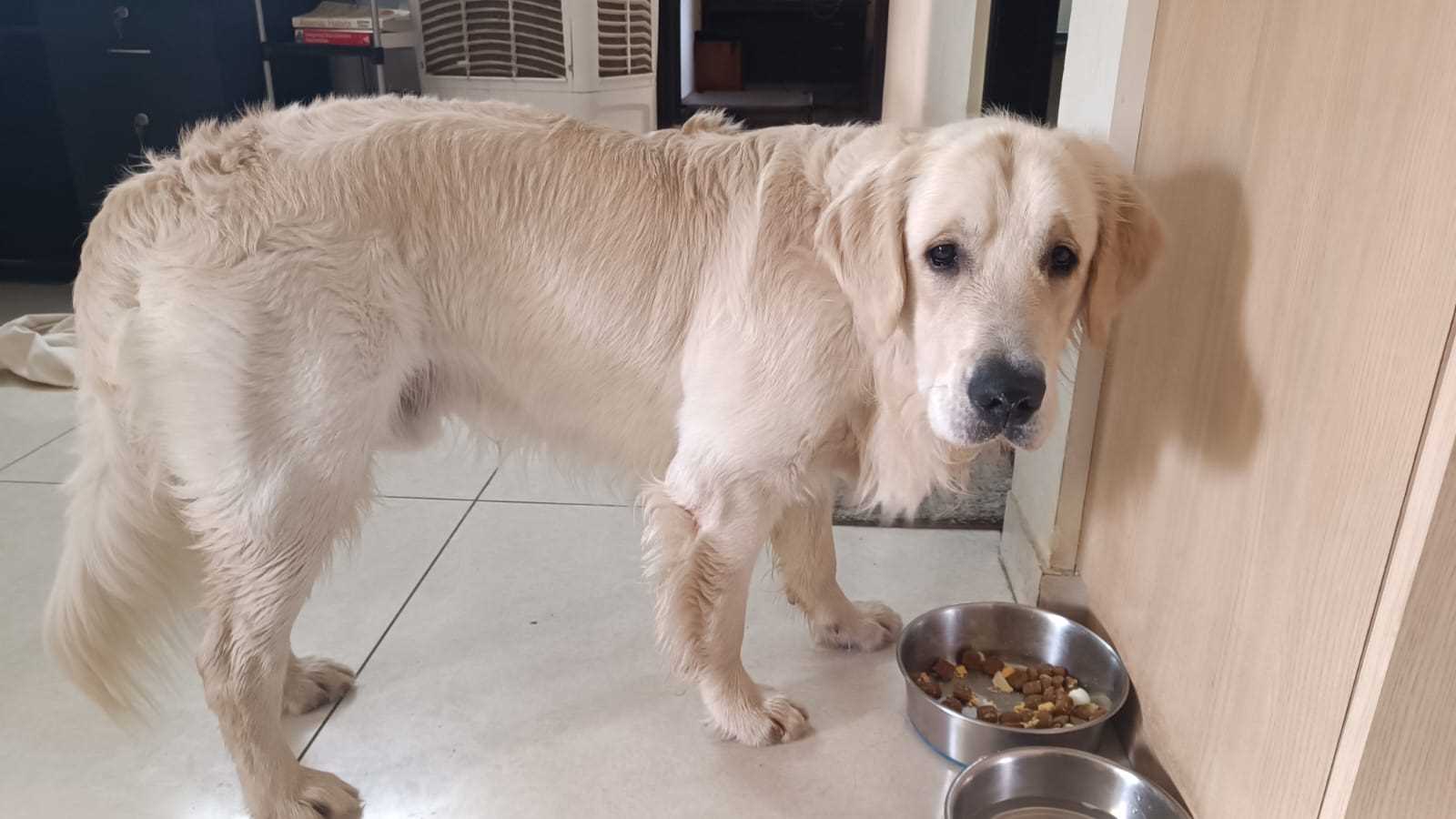 Golden Retriever Dogs For Mating In Bangalore