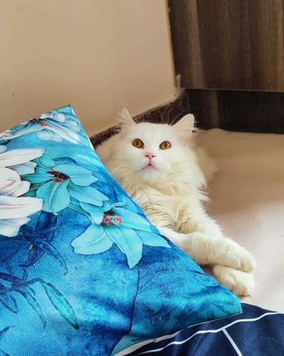 Persian Dogs For Mating In Bangalore