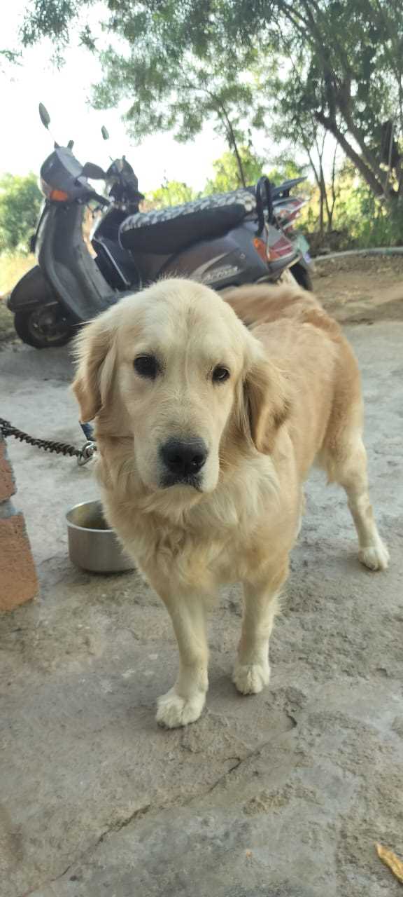 Golden Retriever Dogs For Mating In Bangalore
