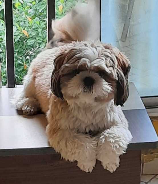 Shih Tzu Dogs For Mating In Chennai