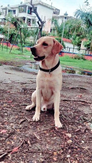 Labrador Retriever Dogs For Mating In Patna