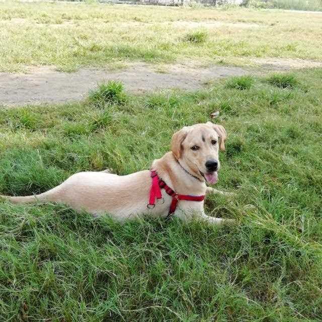 Labrador Retriever Dogs For Mating In Patna