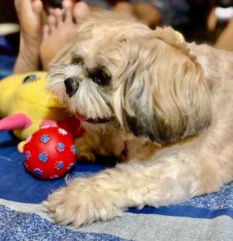 Shih Tzu Dogs For Mating In Bhubaneswar