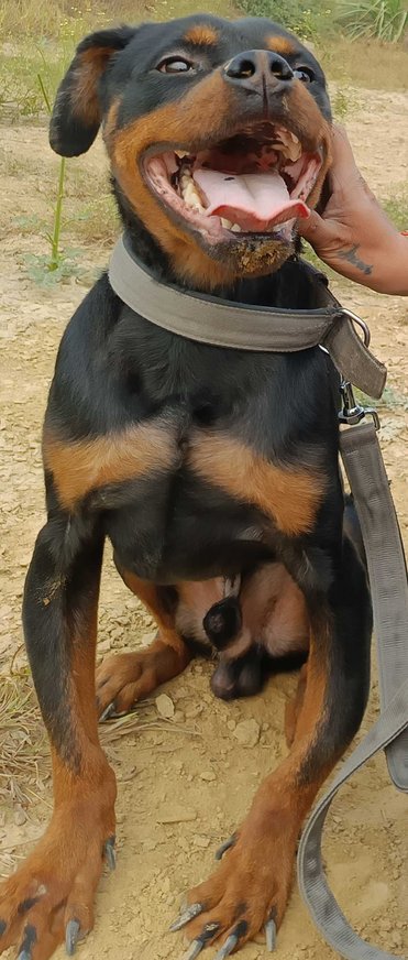 Rottweiler For Adoption In Ghaziabad