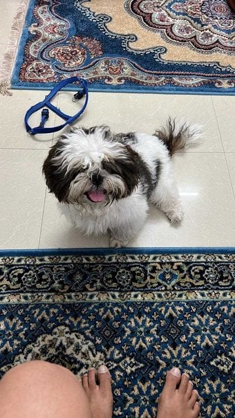 Shih Tzu Dogs For Mating In Jammu