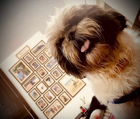 Shih Tzu Dogs For Mating In Jammu