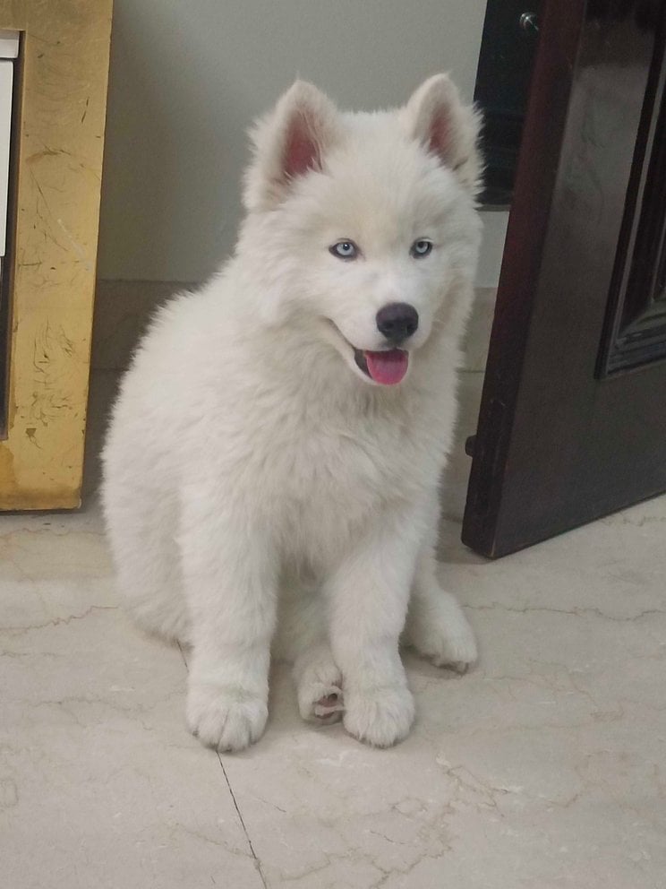 Siberian Husky Dogs For Mating In Delhi