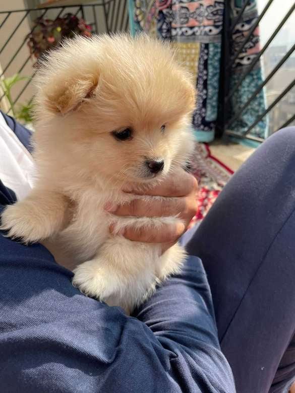 Culture Pomeranian For Sale In Gurgaon