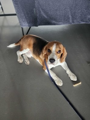 Beagle Dogs For Mating In Bangalore