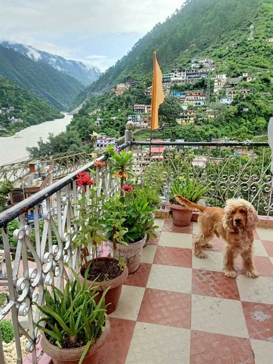 American Cocker Spaniel For Adoption In Pauri