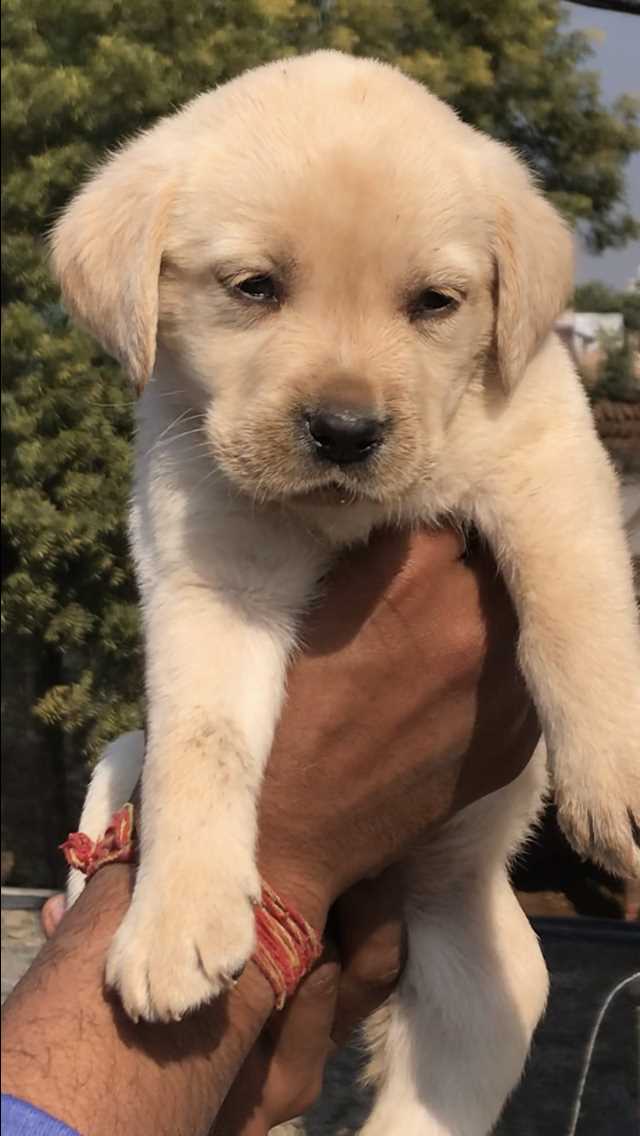 Labrador Retriever For Sale In Saharanpur