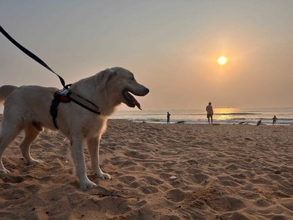 Golden Retriever Dogs For Mating In Vizianagaram