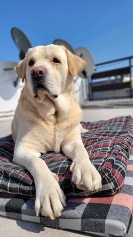Labrador Retriever Dogs For Mating In Delhi