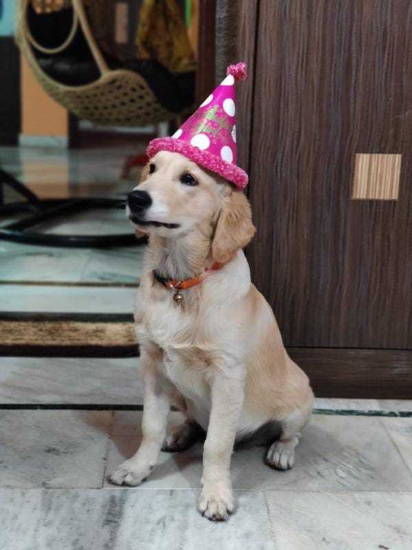 Golden Retriever Dogs For Mating In Hyderabad