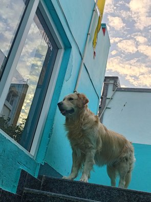 Golden Retriever Dogs For Mating In Hyderabad